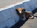 Новороссийск против бездомных собак: как город предотвратил рождение 2000 щенков