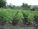 В июле картофелю - первым делом: лучшие подкормки после цветения, чтобы клубни росли крупными гроздьями