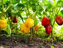Открыла для себя июльский секрет перцев: 1 спичечный коробок в ведро воды — и кусты увешаны толстостенными красавцами
