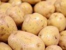 В Новороссийске выявили зараженный картофель из Египта
