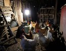 Курятники под строгим запретом: принято строжайшее решение для всех россиян, у которых есть куры на даче или участке