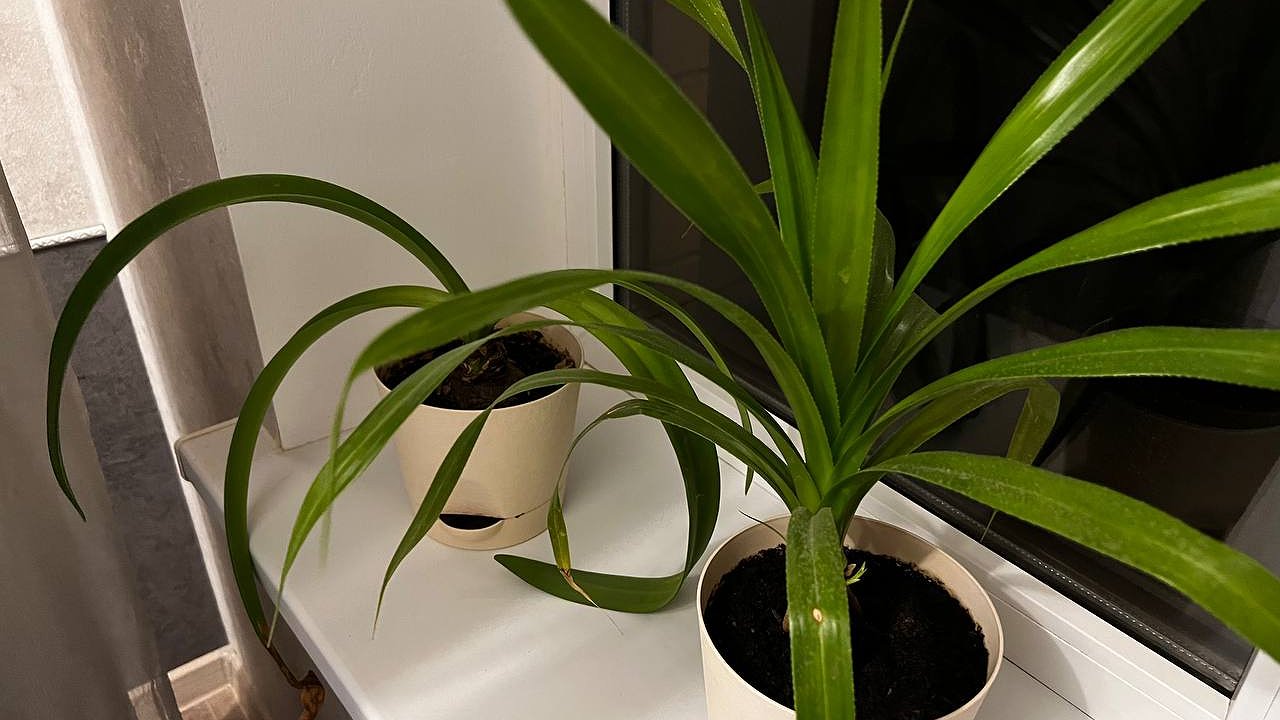 Главная картинка новости: Скорее уберите этот комнатный цветок из дома: магнит для бед и несчастий вопреки приметам