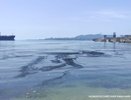 Жители Новороссийска приняли скопление водорослей за нефтяные пятна