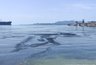 Миниатюра новости: Жители Новороссийска приняли скопление водорослей за нефтяные пятна
