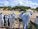 В Анапе приступили к демонтажу нефтезащитного вала на пляжах