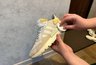 Миниатюра новости: 3 капли на ватный диск - и протираем белую подошву: отмоет даже самые желтые пятна