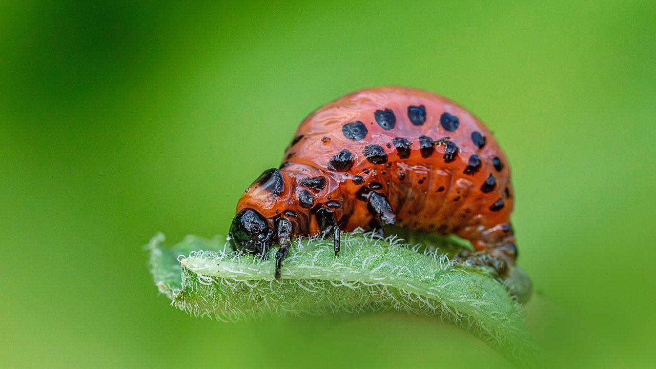 Главная картинка новости: Колорадский жук боится этого как огня: всего щепотка такого средства на ведро воды дает отличный результат