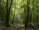 "Сколько стоит природа?": 52 случая нарушений за полгода в лесах Новороссийска