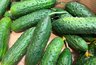 Миниатюра новости: Бабушка с Армении показала, как поливать огурцы кефиром: теперь собираю урожай до ноября