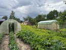 Секреты здорового огорода: топ-5 лайфхаков, которые точно спасут ваш урожай