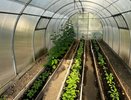 Проверенная годами фишка: как прищипывать огурцы, чтобы они плодоносили всё лето