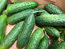 Совет от знакомого агронома: чем опрыскивать огурцы каждые 6-8 дней, чтобы не хворали, а урожай был рекордным