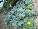 10 л на 5 ложек прыскаю на капусту в июле: белокрылка в муках забыла сюда дорогу, а личинки усохли - листочки в целости до конца сезона