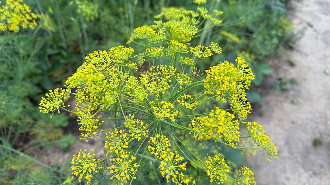 Главная картинка новости: Укроп ращу только таким образом - бабушкин метод: станет густым и сочным за 3 дня