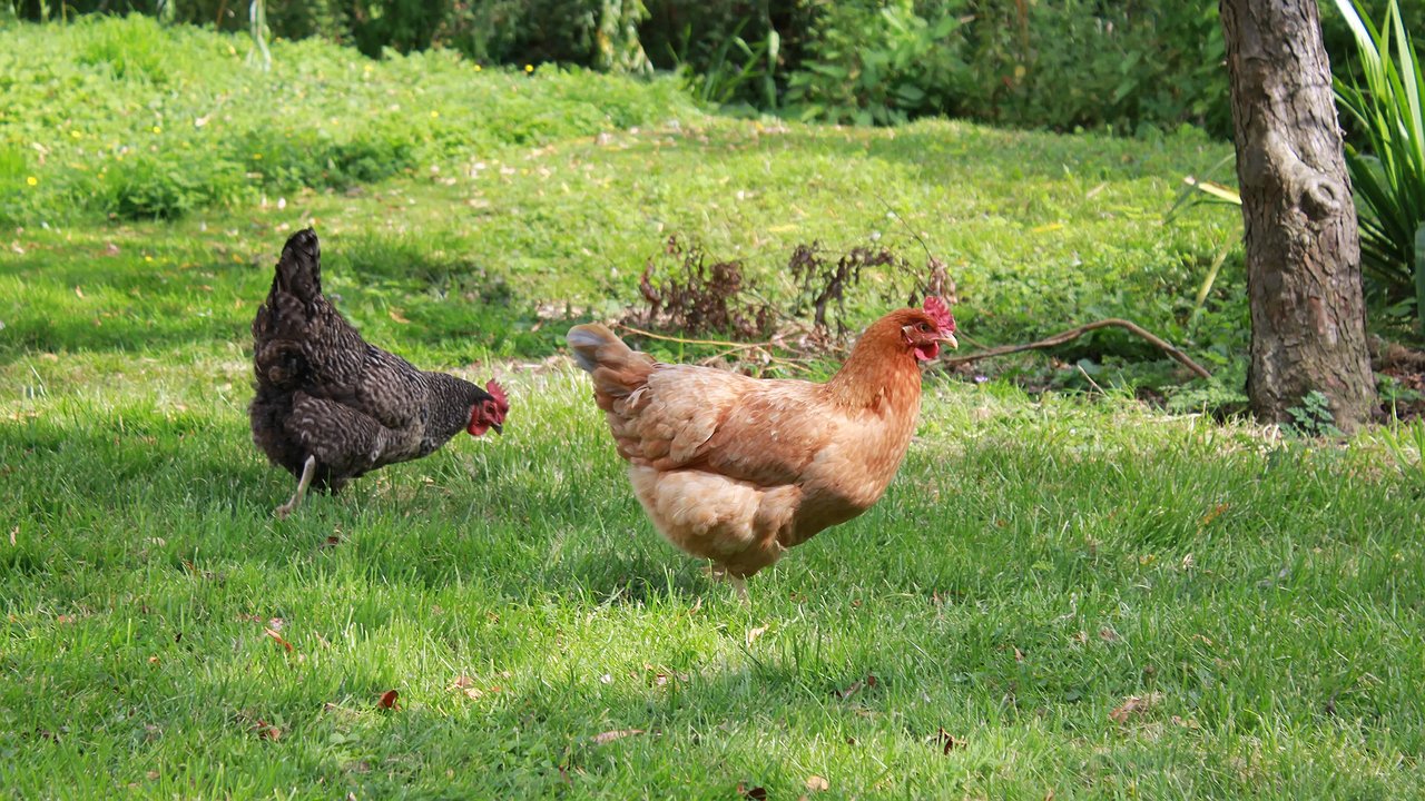 Главная картинка новости: Всех кур убрать и штраф заплатить: новые требования для птицеводов