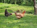Всех кур убрать и штраф заплатить: новые требования для птицеводов