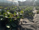 Клубника сразу после обрезки листьев: чем подкормить уже сейчас, чтобы в следующем сезоне был обильный урожай