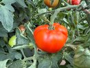 У всех фитофтора, у меня – настоящий томатный рай: хитрый лайфхак с морозилкой и опрыскиванием дают здоровый урожай