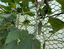 Огурцы дуреют с этой подкормки: самый топовый энергетик для урожая овощей