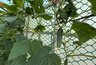 Миниатюра новости: Огурцы дуреют с этой подкормки: самый топовый энергетик для урожая овощей