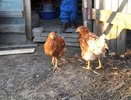 Крупные куры без химии: несколько веточек в курятнике избавят пернатых от паразитов - 3 действенных способа