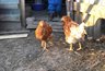 Миниатюра новости: Крупные куры без химии: несколько веточек в курятнике избавят пернатых от паразитов - 3 действенных способа