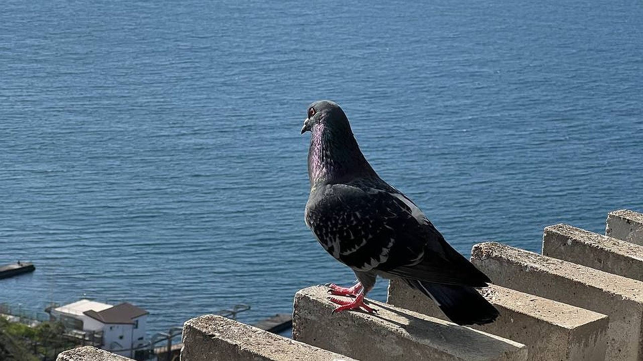 Главная картинка новости: «В гробу мы видели такой отдых!»: отдыхающих возмутили цены в Крыму «Жадность и разруха»