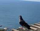 «В гробу мы видели такой отдых!»: отдыхающих возмутили цены в Крыму «Жадность и разруха»