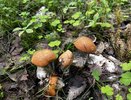 Вкуснейший гриб, который обычно обходят стороной: невероятно аппетитный - собираю всегда, пока другие игнорируют