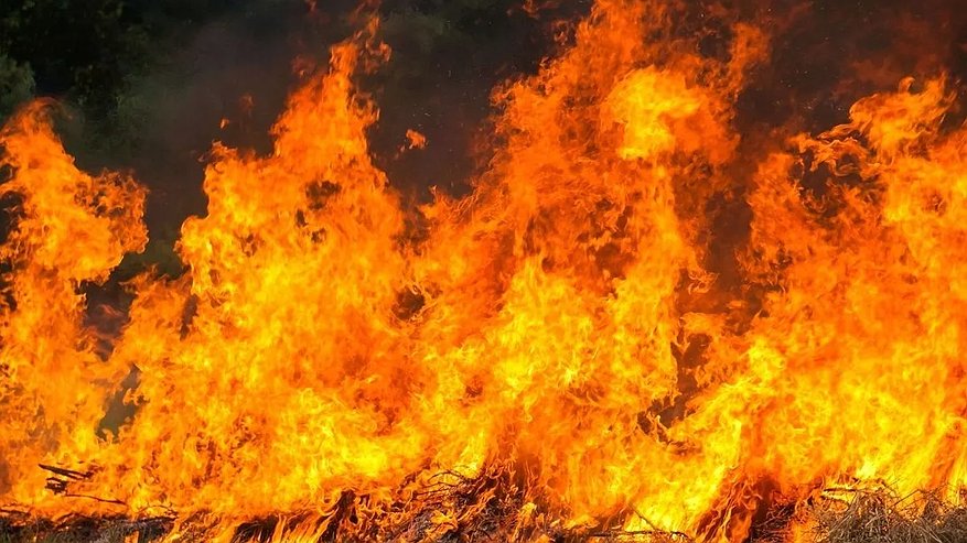 Главная картинка новости: В Новороссийске введены ограничения на посещение лесов из-за пожароопасности