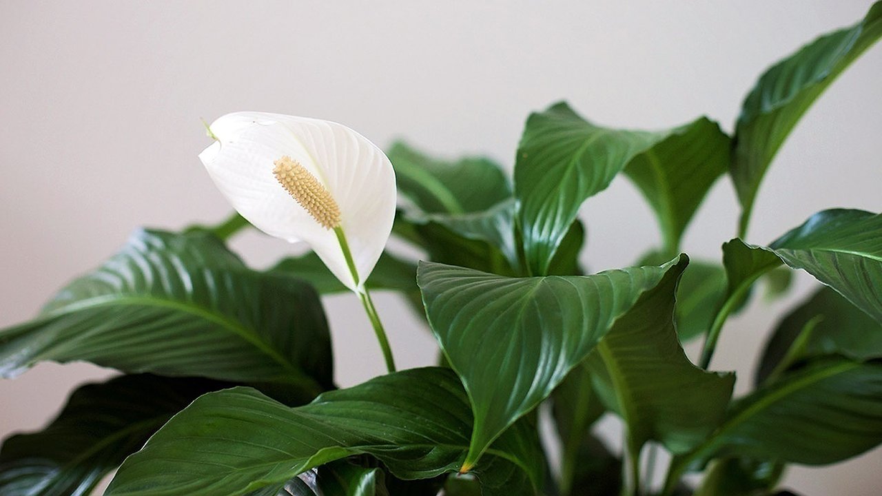 Главная картинка новости: Секрет бабушкиного цветника: 1 ложка на литр воды — и спатифиллум прет как на дрожжах