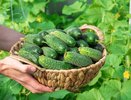 Хрустящие малосольные огурцы за ночь – рецепт, от которого сходят с ума