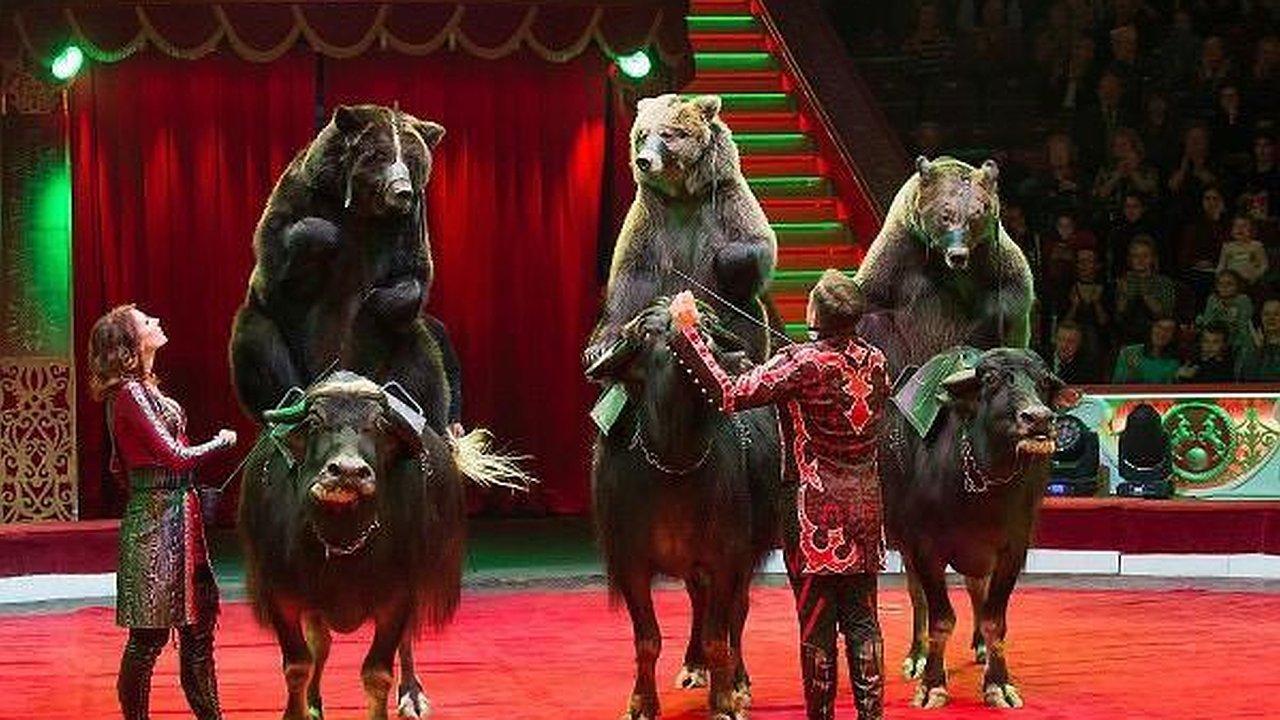 Главная картинка новости: Медведи на буйволах, крокодилы и невероятное воздушное шоу: в Новороссийск приехал цирк с мировыми звездами