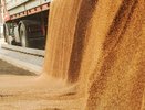 Новороссийский зерновой терминал сократил перевалку зерна на 19%