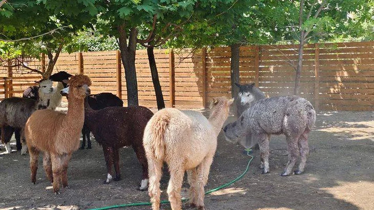 Главная картинка новости: Ледяные ванны и спа-процедуры: как в Новороссийском зоопарке спасают животных от жары