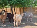 Ледяные ванны и спа-процедуры: как в Новороссийском зоопарке спасают животных от жары