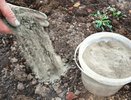 Посыпаю картошку золой — и собираю ведро с куста: мой проверенный способ получить крупные, чистые клубни без химии