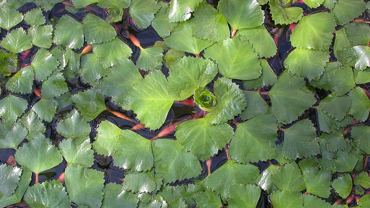 Главная картинка новости: На Южных прудах Новороссийска расцвел редкий краснокнижный орех