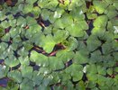 На Южных прудах Новороссийска расцвел редкий краснокнижный орех