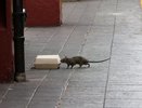 Крысы атакуют Новороссийск: грызуны оккупируют центр города и жилые дома