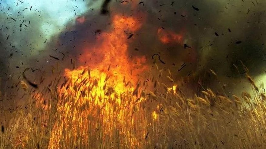 Главная картинка новости: 30 гектаров пшеницы в огне: в Краснодарском крае произошел масштабный поджог полей
