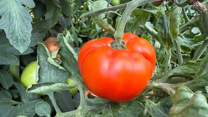 Главная картинка новости: Побрызгала на помидоры раствором из кухни - и фитофтора сошла на нет уже к утру: листья чистые, плоды целые, урожай спасен