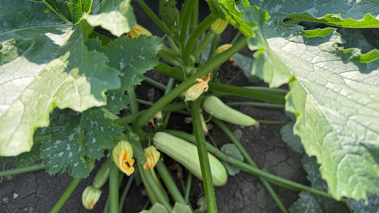 Главная картинка новости: Не оладьи и не жареные кружочки: 5 вкусных рецептов из кабачков, которые удивят – соседям больше не раздаем, все идет в дело