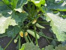 Не оладьи и не жареные кружочки: 5 вкусных рецептов из кабачков, которые удивят – соседям больше не раздаем, все идет в дело