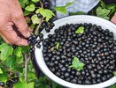 Секрет гигантской смородины: одна подкормка — и ягоды ломятся, как виноград