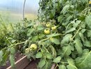 Всего 1 ингредиент для рекордного урожая: Готовим питательный эликсир для огурцов и помидоров