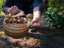 Грибники в Средней России не берут этот вид белых грибов - вот почему