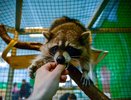 В Новороссийске могут закрыть контактный зоопарк из-за нарушений