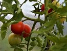 Главные причины растрескивания томатов: как ухаживать за ними, чтобы предотвратить трещины на плодах