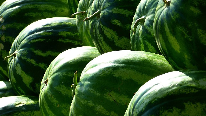 Главная картинка новости: На моем столе всегда самый вкусный арбуз - сладкий и сочный: соседи и родственники злобно едят и завидуют - не могут разгадать мой лайфхак
